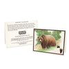 Wildlife Notecards - Sets of 6
